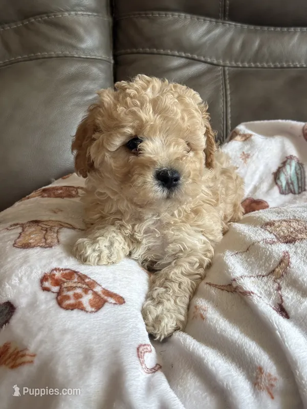 Issac – Cavapoo puppy for sale in Springfield, MO
