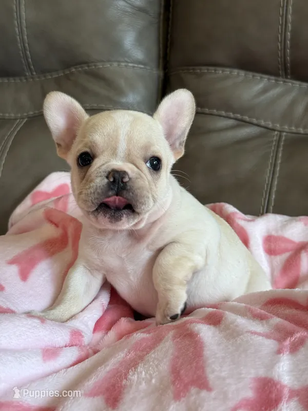 Abby – French Bulldog puppy for sale in Springfield, MO