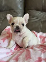 Abby, a female French Bulldog for sale in Springfield, MO – 1 of 10