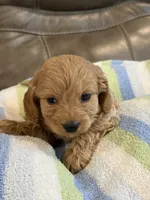 Gizmo, a male Cavapoo for sale in Springfield, MO – 3 of 9