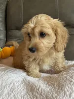 Gretta, a female Cavapoo for sale in Springfield, MO – 5 of 10