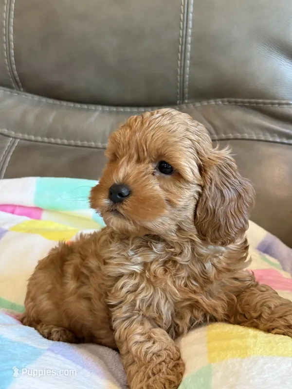Macho – Cavapoo puppy for sale in Springfield, MO