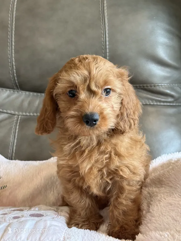Gina – Cavapoo puppy for sale in Springfield, MO