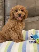 Griffin, a male Cavapoo for sale in Springfield, MO – 7 of 10