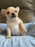 Arlo, a male French Bulldog for sale in Springfield, MO – 1 of 10