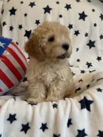 Issac, a male Cavapoo for sale in Springfield, MO – 7 of 10
