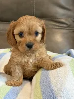 Graham, a male Cavapoo for sale in Springfield, MO – 2 of 10