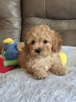 Ian, a male Cavapoo for sale in Springfield, MO – 1 of 10