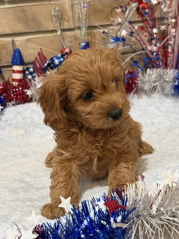 Griffin – Cavapoo puppy for sale in Springfield, MO