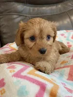 Gretta, a female Cavapoo for sale in Springfield, MO – 1 of 10