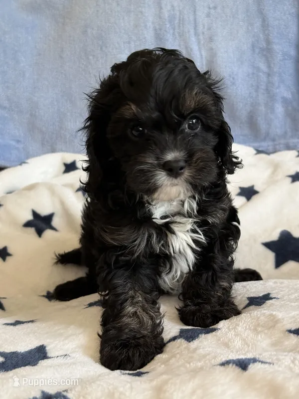 Jett – Cavapoo puppy for sale in Springfield, MO