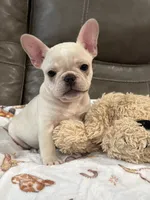 Alex, a male French Bulldog for sale in Springfield, MO – 6 of 10