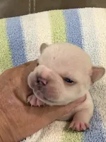 Albert, a male French Bulldog for sale in Springfield, MO – 4 of 6