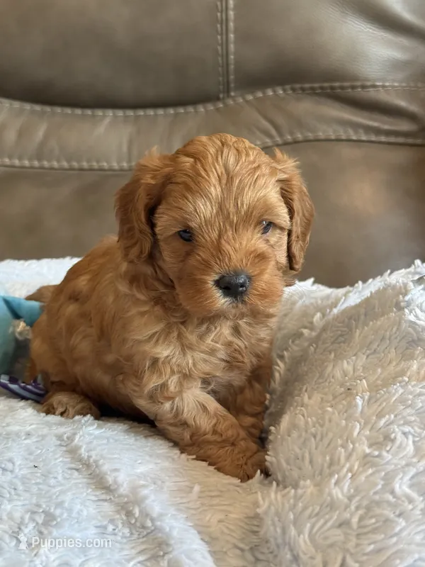 Macho – Cavapoo puppy for sale in Springfield, MO