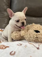 Alex, a male French Bulldog for sale in Springfield, MO – 5 of 10