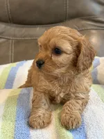 Graham, a male Cavapoo for sale in Springfield, MO – 5 of 10