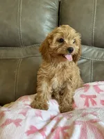 Gabby, a male Cavapoo for sale in Springfield, MO – 2 of 9