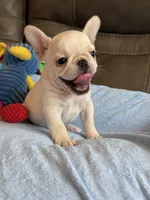 Alex, a male French Bulldog for sale in Springfield, MO – 3 of 10