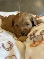 Macho, a male Cavapoo for sale in Springfield, MO – 5 of 8
