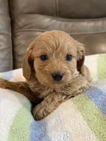 Gizmo, a male Cavapoo for sale in Springfield, MO – 1 of 9