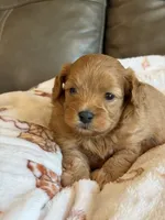 Max, a male Cavapoo for sale in Springfield, MO – 8 of 10