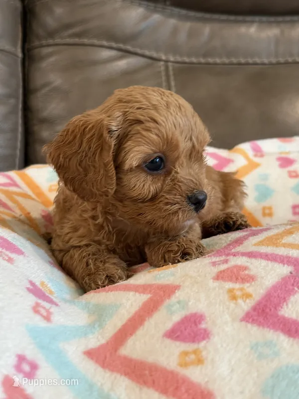 Gabby – Cavapoo puppy for sale in Springfield, MO