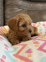 Gabby, a female Cavapoo for sale in Springfield, MO – 1 of 10