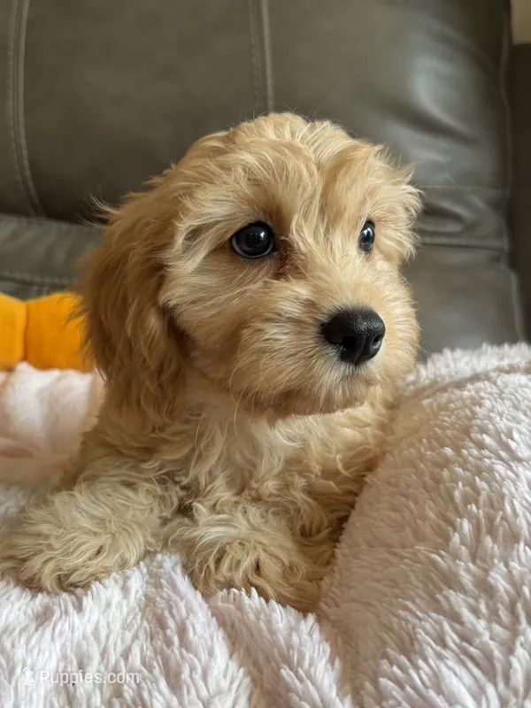 Gretta – Cavapoo puppy for sale in Springfield, MO