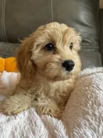 Gretta, a female Cavapoo for sale in Springfield, MO – 2 of 10