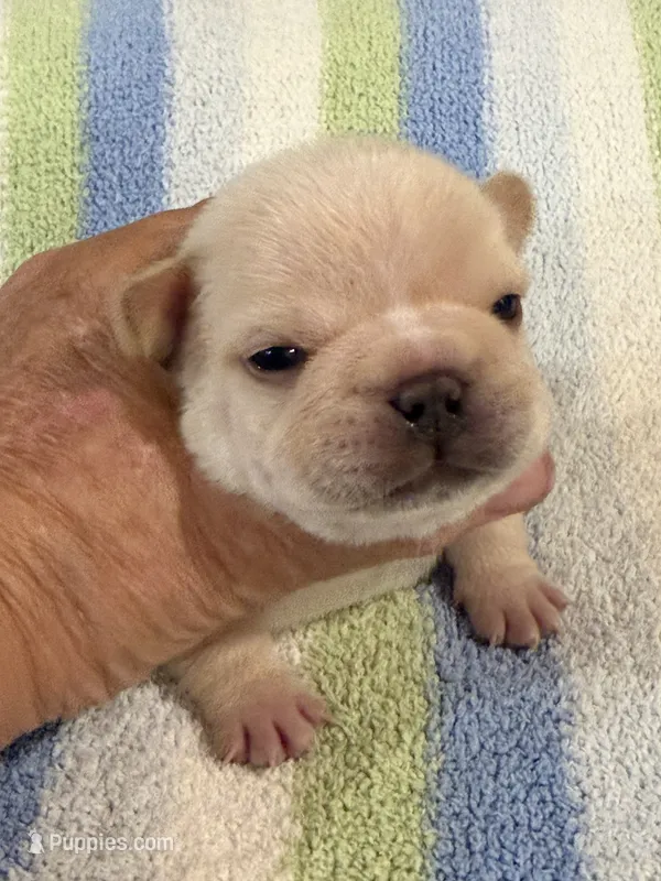 Arlo – French Bulldog puppy for sale in Springfield, MO