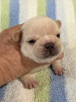Arlo, a male French Bulldog for sale in Springfield, MO – 1 of 7