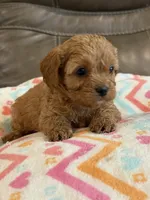 Gabby, a female Cavapoo for sale in Springfield, MO – 8 of 10