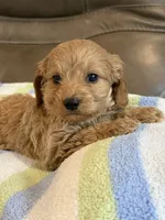 Gizmo, a male Cavapoo for sale in Springfield, MO – 9 of 9