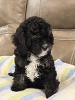Jett, a male Cavapoo for sale in Springfield, MO – 2 of 10