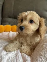 Gretta, a female Cavapoo for sale in Springfield, MO – 10 of 10