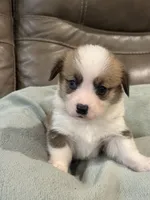 Willy, a male Pembroke Welsh Corgi for sale in Springfield, MO – Photo 7 of 9