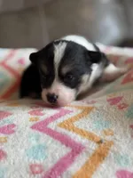 Luke, a male Pembroke Welsh Corgi for sale in Springfield, MO – Photo 1 of 4