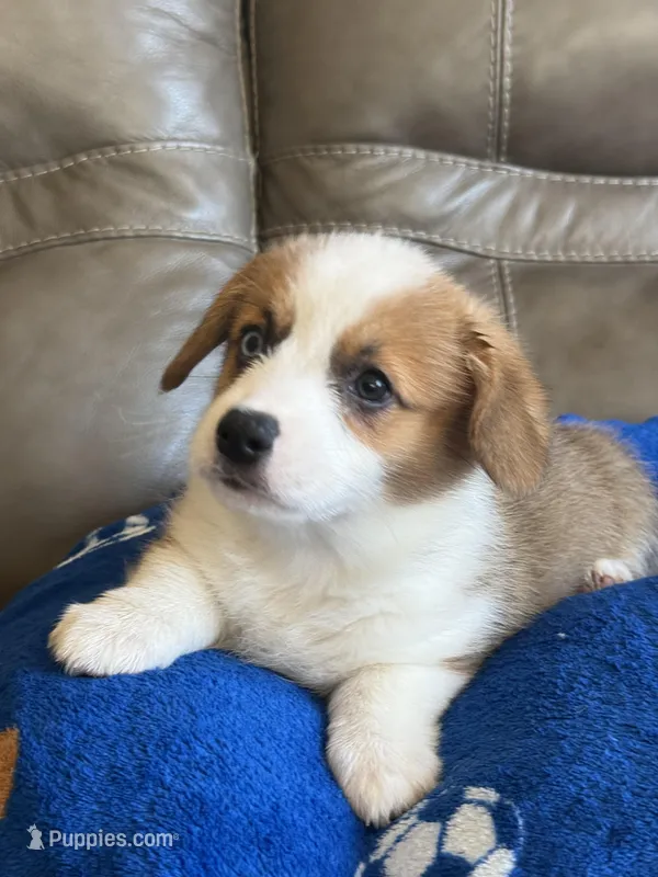 Willy – Pembroke Welsh Corgi puppy for sale in Springfield, MO