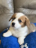 Willy, a male Pembroke Welsh Corgi for sale in Springfield, MO – Photo 1 of 10