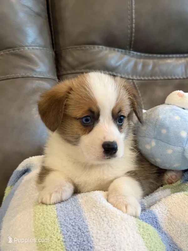 Willy – Pembroke Welsh Corgi puppy for sale in Springfield, MO