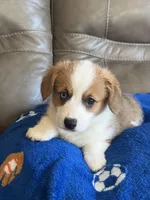 Willy, a male Pembroke Welsh Corgi for sale in Springfield, MO – Photo 4 of 10