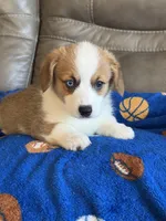 Willy, a male Pembroke Welsh Corgi for sale in Springfield, MO – Photo 9 of 10