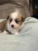 Willy, a male Pembroke Welsh Corgi for sale in Springfield, MO – Photo 9 of 9