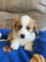 Willy, a male Pembroke Welsh Corgi for sale in Springfield, MO – Photo 5 of 10