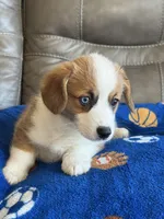 Willy, a male Pembroke Welsh Corgi for sale in Springfield, MO – Photo 7 of 10