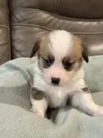 Willy, a male Pembroke Welsh Corgi for sale in Springfield, MO – Photo 4 of 9