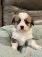 Willy, a male Pembroke Welsh Corgi for sale in Springfield, MO – Photo 6 of 9