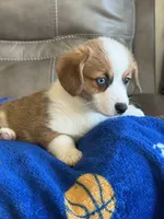 Willy, a male Pembroke Welsh Corgi for sale in Springfield, MO – Photo 6 of 10