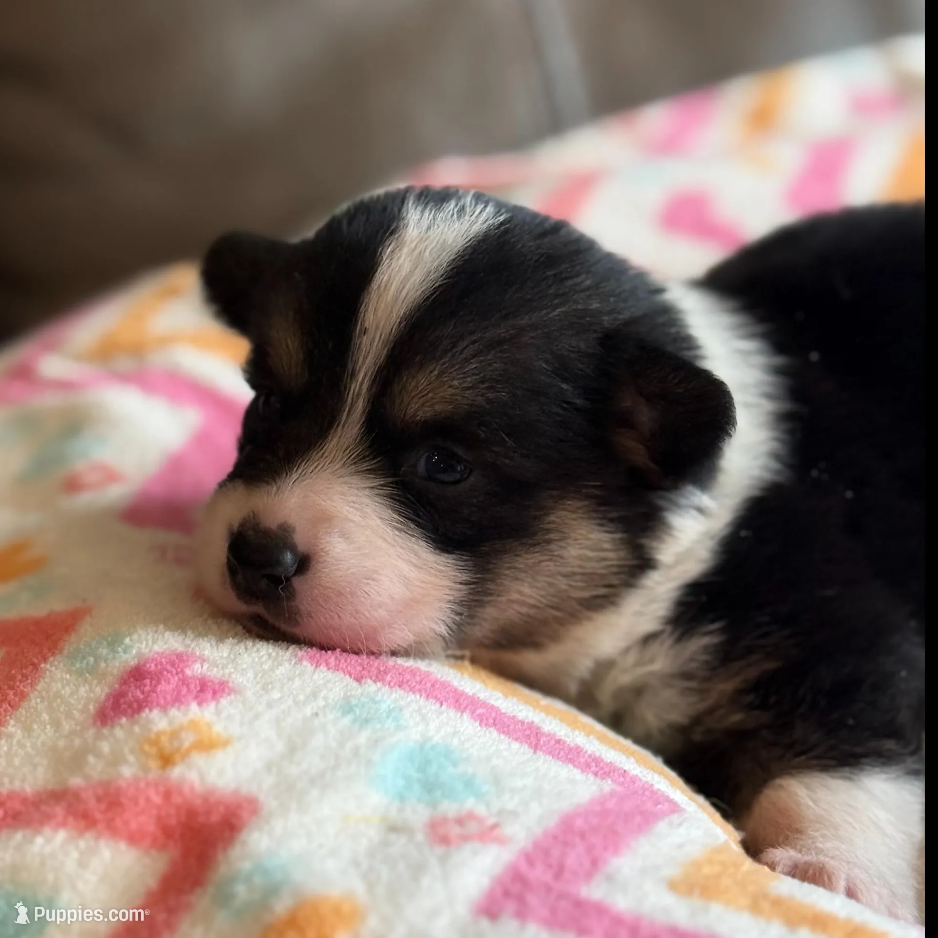Luke, a male Pembroke Welsh Corgi for sale in Springfield, MO – Photo 4 of 4