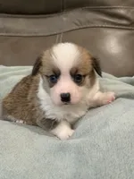 Willy, a male Pembroke Welsh Corgi for sale in Springfield, MO – Photo 3 of 9